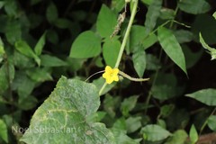 Cucumis melo var. melo